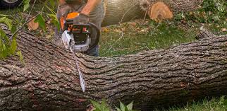 Best Tree Preservation Services  in Republic, WA